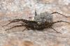 Pardosa sp.